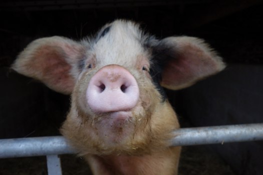 Smile for the birdie