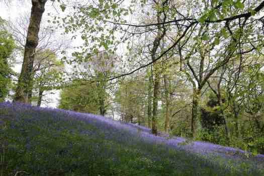 Bluebells at Coed-y-Bynedd