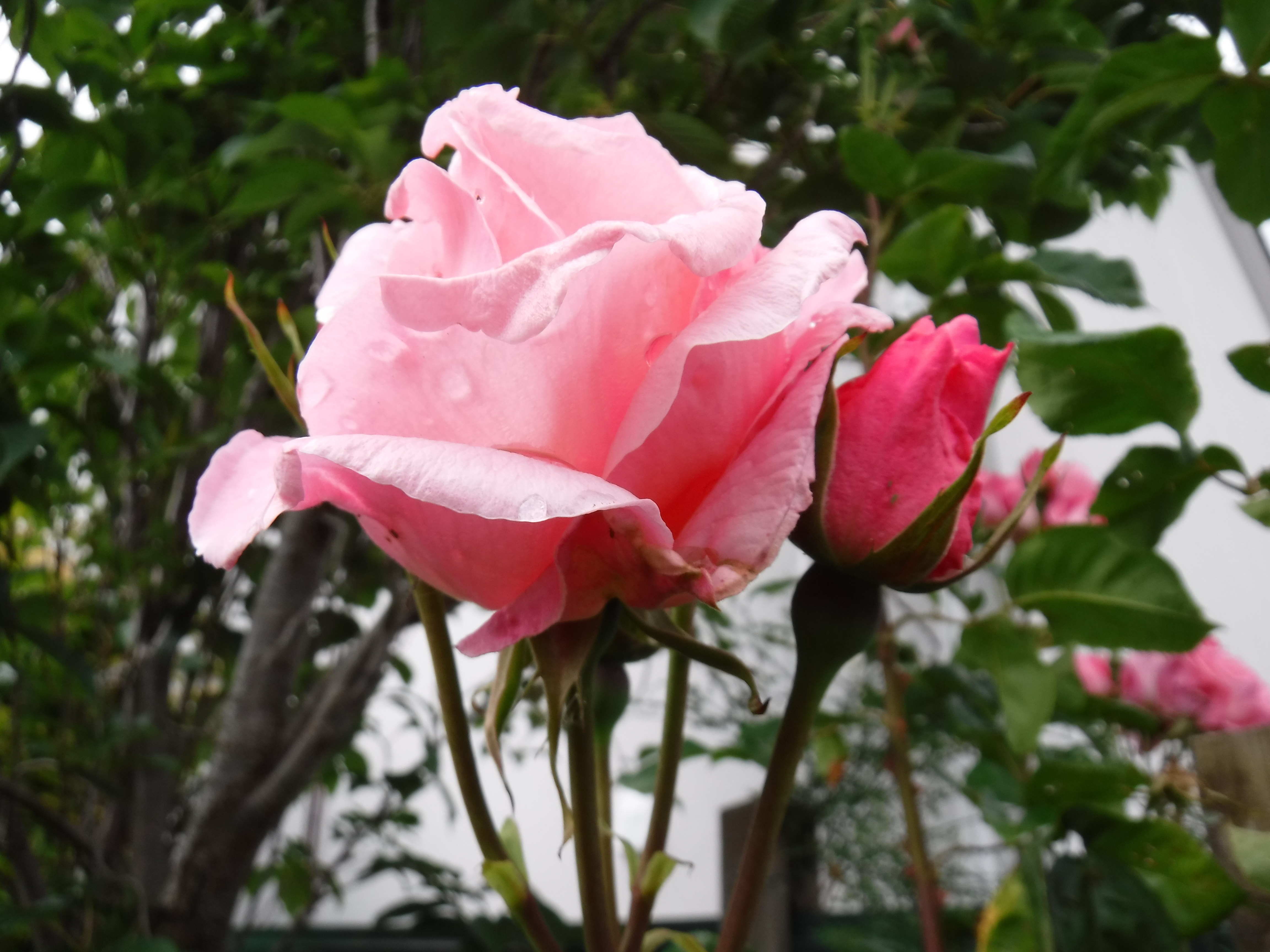 Too Many Roses Catching up – Cath Barton
